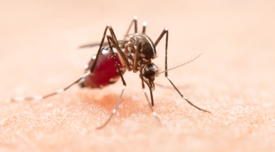 Após 2 anos de redução, número de mortes por dengue cresce no Brasil