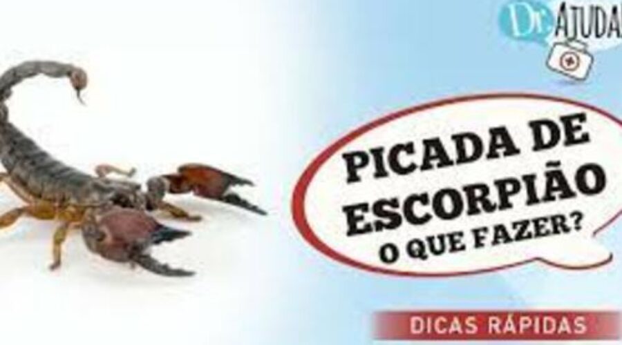 PICADA DE ESCORPIÃO: saiba o que fazer